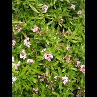 Rubiacees - Putoria Calabrica (regions mediterraneennes)(02)